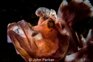 Back Lit Paddle Flap Rhinopia by John Parker 